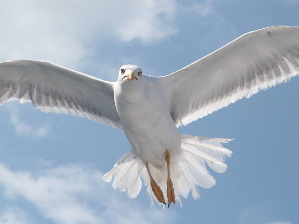 WISDOM QUOTES from the book “Jonathan Livingston Seagull” by Richard Bach & some quotes from his other books – bodyandsoulnourishmentblog